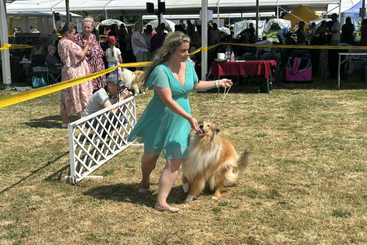 Megkezdődött a kutyakiállítás Pápán