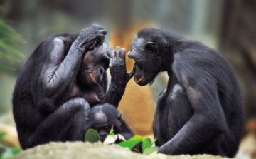 Megfejtették a csimpánzok kommunikációját brit kutatók
