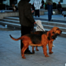 Flashmob az Állatok Világnapján - Pápa