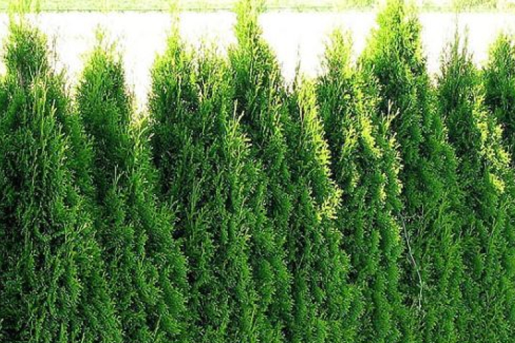 Engedély nélkül kivágta a szomszéd tujáit