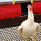 Pápai Agrárexpo - 2018 - Vasárnap