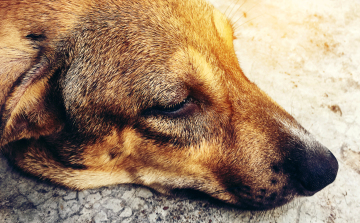 Fához kötötte a kutyáját és az erdőben hagyta 7 kölykével