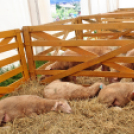 Pápai Agrárexpo - 2018 - Vasárnap