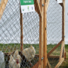 Pápai Agrárexpo 2017 - Vasárnap