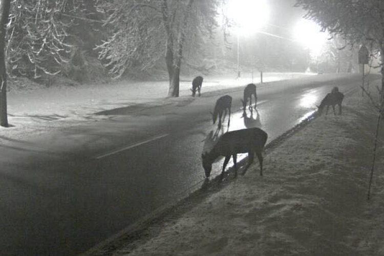 Egy csomó szarvast rögzített a közútkezelő kamerája Farkasgyepűnél, de miért gyűltek össze?