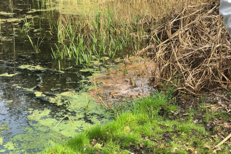 Nem olaj szennyezte be a tapolcafői Örvény-tavat