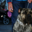 Flashmob az Állatok Világnapján - Pápa