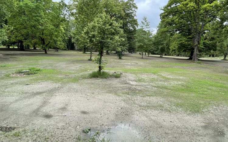 Másfél hónap után visszamentünk a Várkertbe, számos előrelépést láttunk