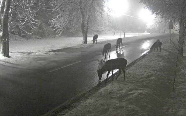 Egy csomó szarvast rögzített a közútkezelő kamerája Farkasgyepűnél, de miért gyűltek össze?