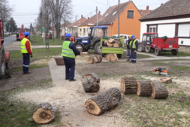 Tűzifaként, rászoruló csakádokhoz kerülnek a Borsosgyőrön kivágásra kerülő fák