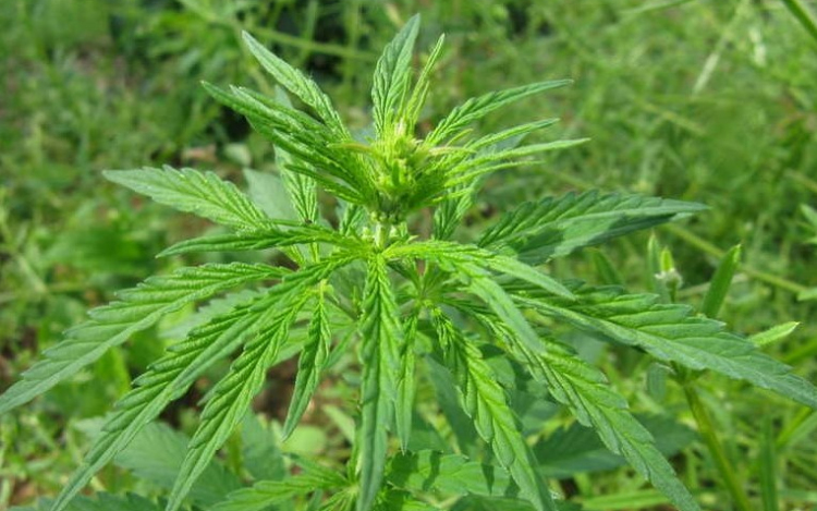 Két méteresre nőtt kender tövekről szüretelték a kábítószert Kemenesszentpéter határában