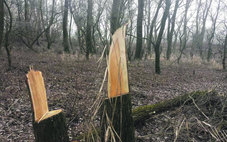 Folytatják a fakivágást a Külső-Várkertben