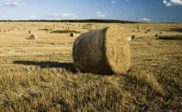 83 darab körbálát loptak el