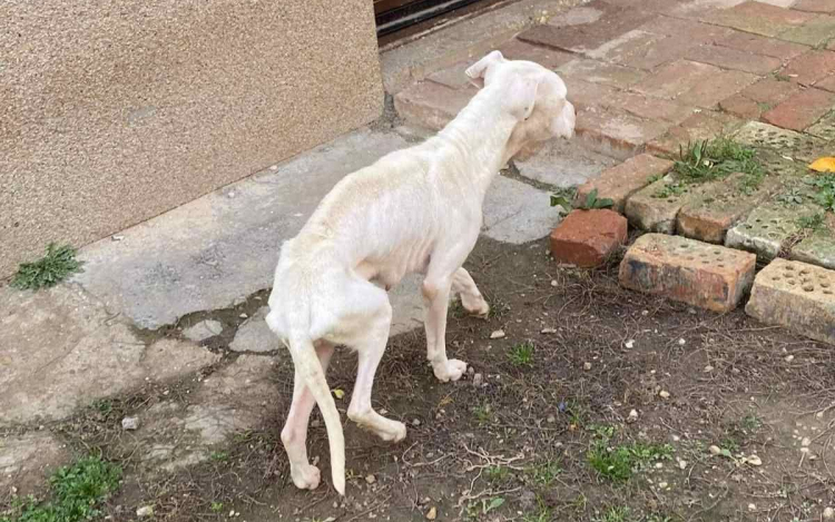 Csontsovány kutyus miatt intézkedtek a rendőrök Kemeneshőgyészen