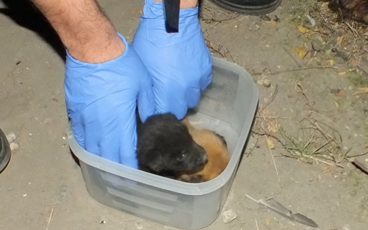 Kiskutyák életét mentették meg