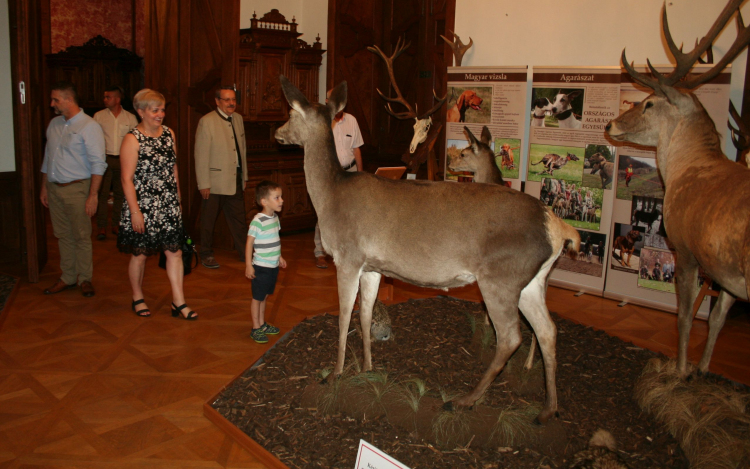 Vadászati kiállítás nyílt az Esterházy-kastélyban