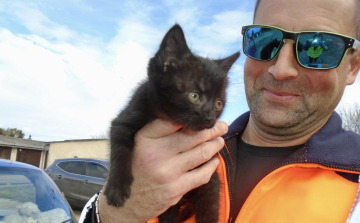 Most egy kiscicát mentett meg a pápai közutas!