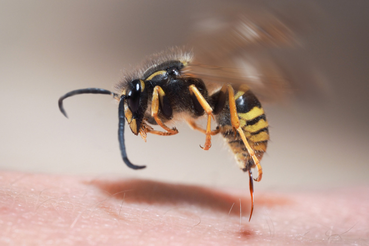 Egy darázs miatt történt súlyos baleset Dudar és Csetény között