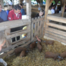 Pápai Agrárexpo - 2015 - Képgeléria