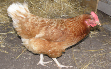 Tyúkokat lopott az egyik pápai ház udvaráról