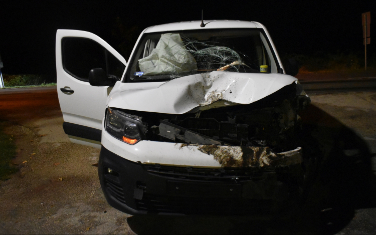 Sok a vadgázolás a Bakonyban, ezekre figyeljen, hogy elkerülje a balesetet!