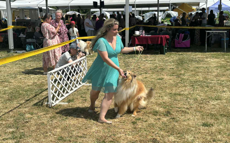 Megkezdődött a kutyakiállítás Pápán