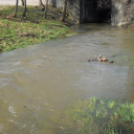 Árad a Bakonyér és a Gerence