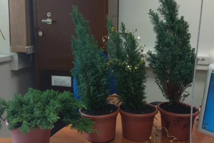 53 éves pápai asszony lopta a dísznövényeket