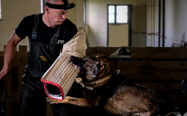 Így képzik a járőrkutyákat a pápai katonák - Videó!