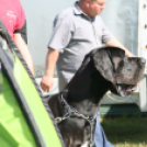 2 x CAC Nemzeti Kutyakiállítás – Pápa