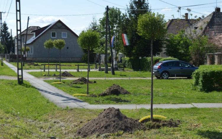 Ültetik a fákat Borsosgyőrön