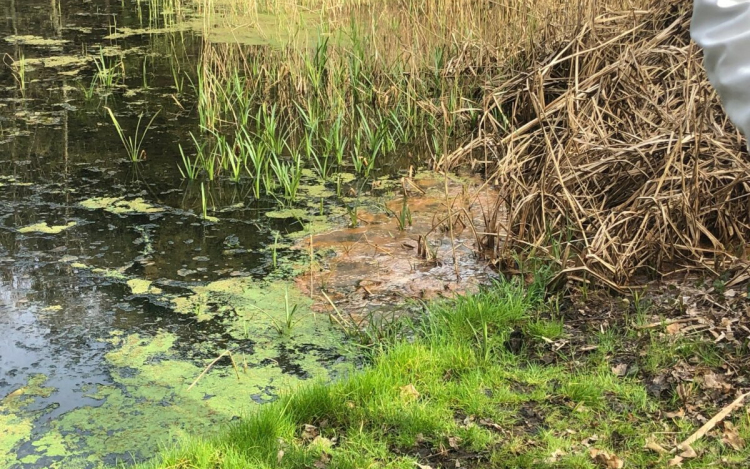 Nem olaj szennyezte be a tapolcafői Örvény-tavat
