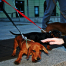 Flashmob az Állatok Világnapján - Pápa