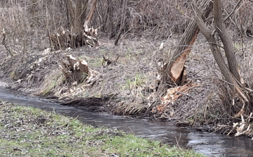 Komoly pusztítást végeznek a hódok a Tapolca partján