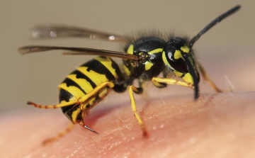 A szomszédok mentették meg az idős férfi életét Kemenesszentpéteren