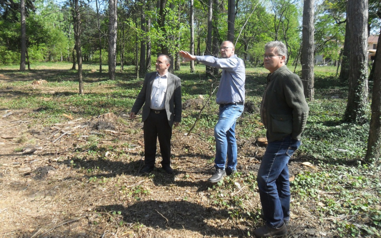 Külső-Várkert: Jóval több fát ültetnek, mint amennyit kivágtak