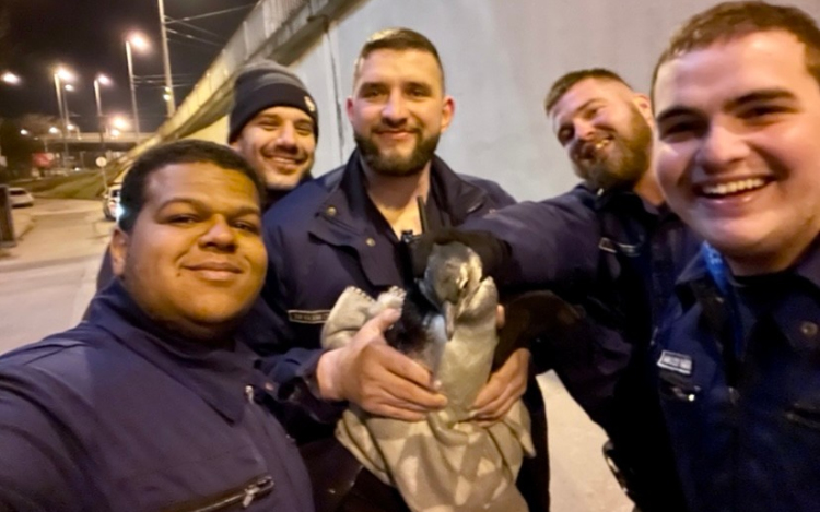 Szabálytalanul közlekedő pingvint fogtak a rendőrök Budapesten