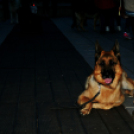 Flashmob az Állatok Világnapján - Pápa