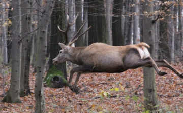 Bakonyerdő: Csak kijelölt turista utakon túrázzon