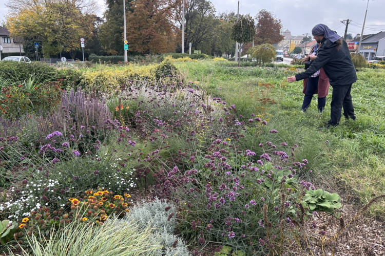 Önfenntartó ligetet alakítanak ki a Csóka körforgalomban