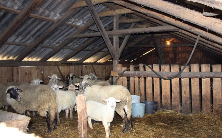 Huszonhét bárányt loptak el tolvajok egy tanyáról