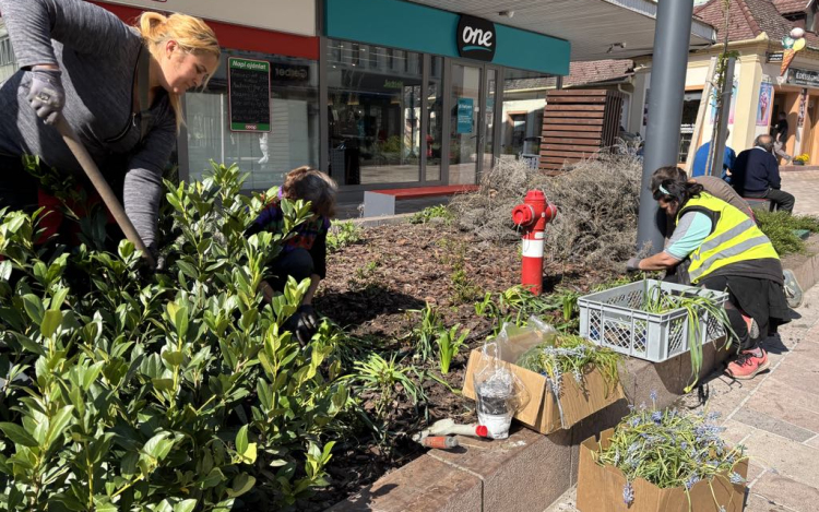 Közösségi összefogásban felajánlott virágokból színesítik a Kossuth utcát