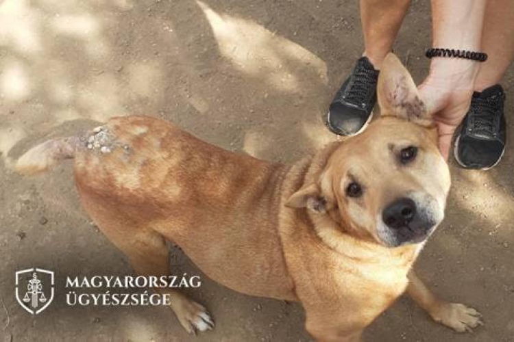 Elhanyagolta befogadott kutyáját, állatkínzás miatt vádolják
