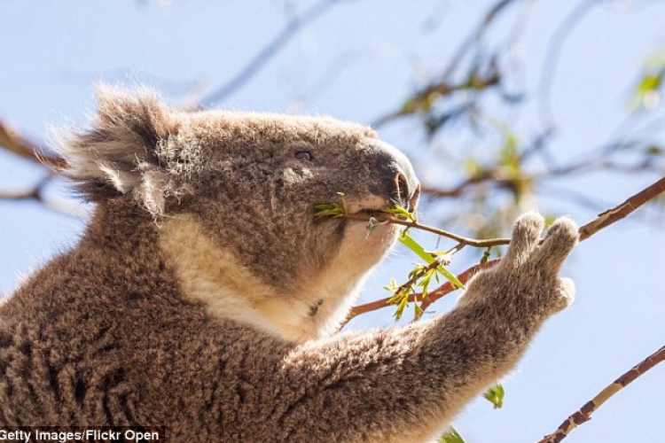 Csaknem hétszáz koalát altattak el titokban az ausztrál hatóságok