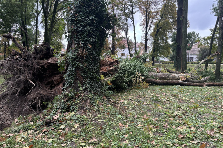 Komoly károkat okozott a vihar, hetekig is eltart a letört ágak, kidőlt fák eltakarítása