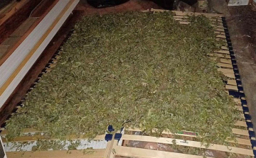 Kábítószer-termesztőket buktatott le a körzeti megbízott