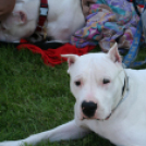 2 x CAC Nemzeti Kutyakiállítás – Pápa