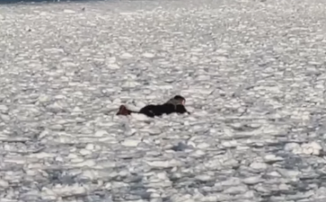Ezért veszélyes a Balaton jegére menni - Videó