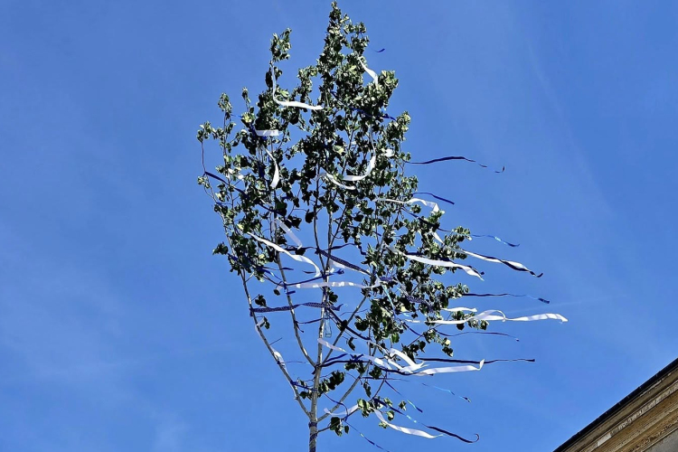 Májusfa díszíti a pápai Fő teret