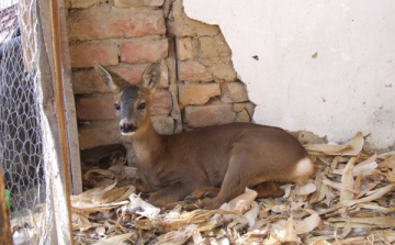 Őzeket foglaltak le a pápai rendőrök